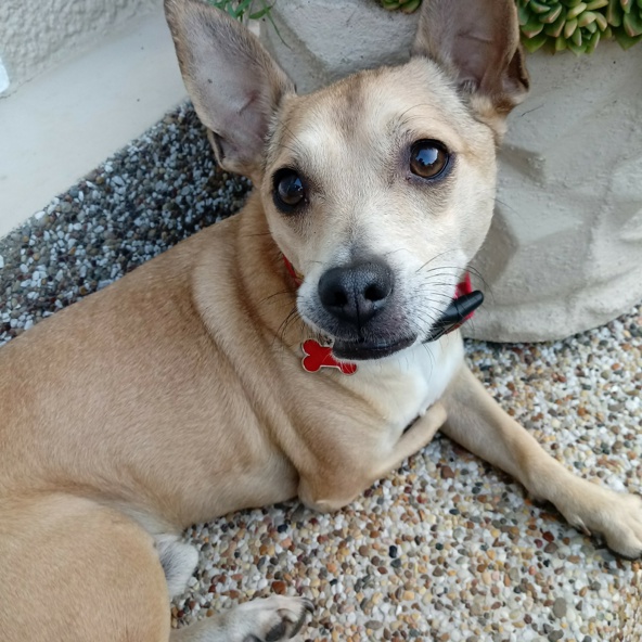 Hero is a little dog with a big heart who overcame a horrible start to life.