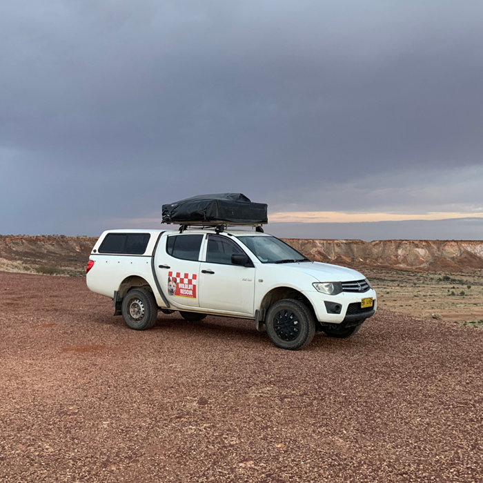 Sydney Dingo Rescue's new transport is on the road saving lives & finding homes.