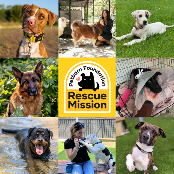 This Rescue Month we're on a mission to help 1,000 rescue dogs find homes!