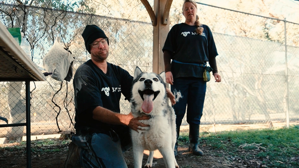 How a rescue group is saving dog's lives in the Australian capital