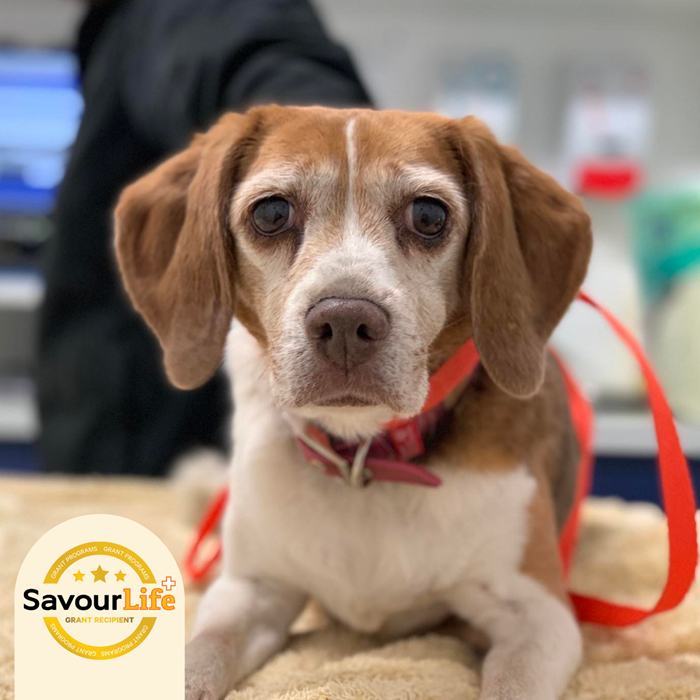 We've awarded a $50,000 Buddy's Grant to Beagle Rescue Victoria!