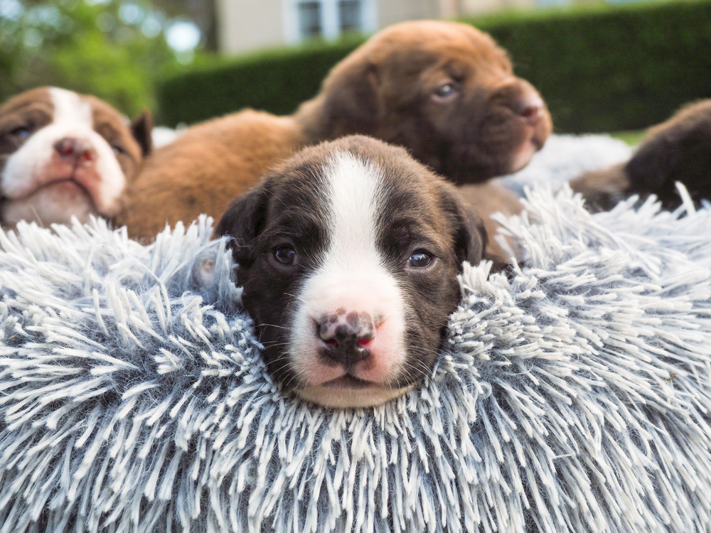 "Fostering animals is one of the most rewarding experiences you could ever have"