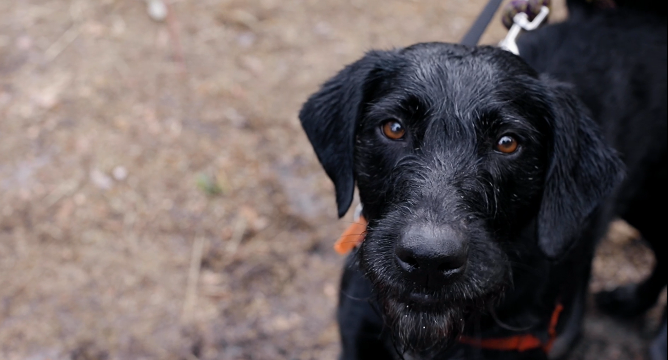 Buddy's Grant Update - Bunbury Animal Rescue