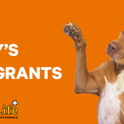 Missy's Mini Grants