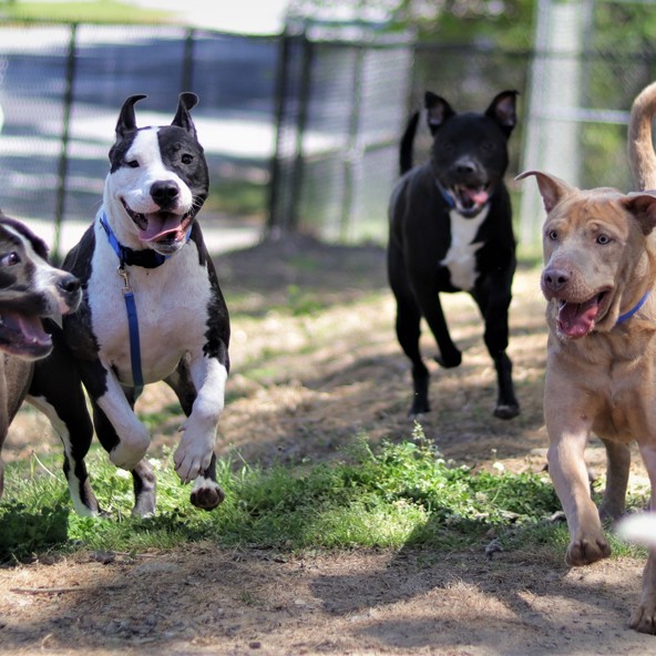 We've awarded Buddy's $50,000 grant to Dog Rescue Newcastle!