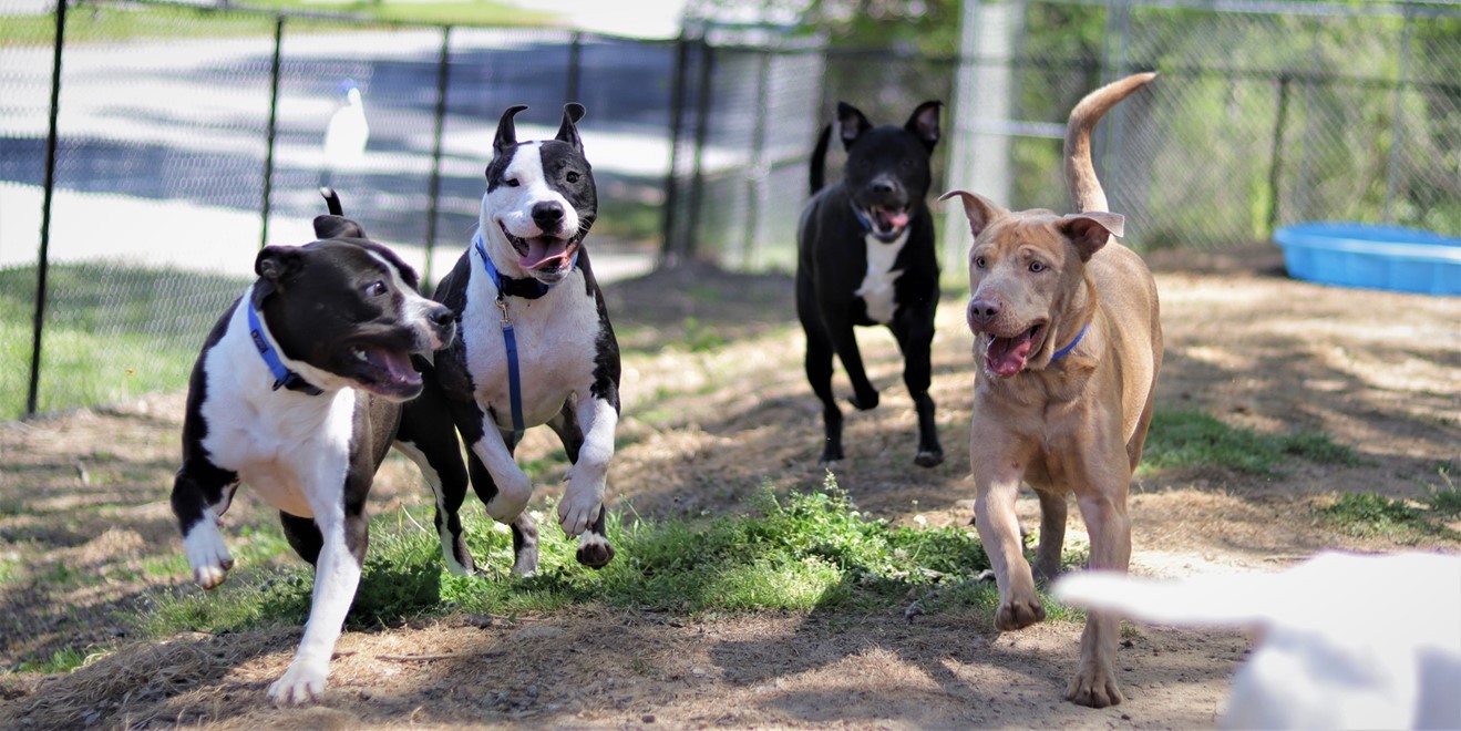 We've awarded Buddy's $50,000 grant to Dog Rescue Newcastle!