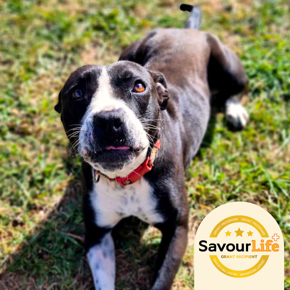 An exciting new space for shelter dogs to run, play, learn and find their people.