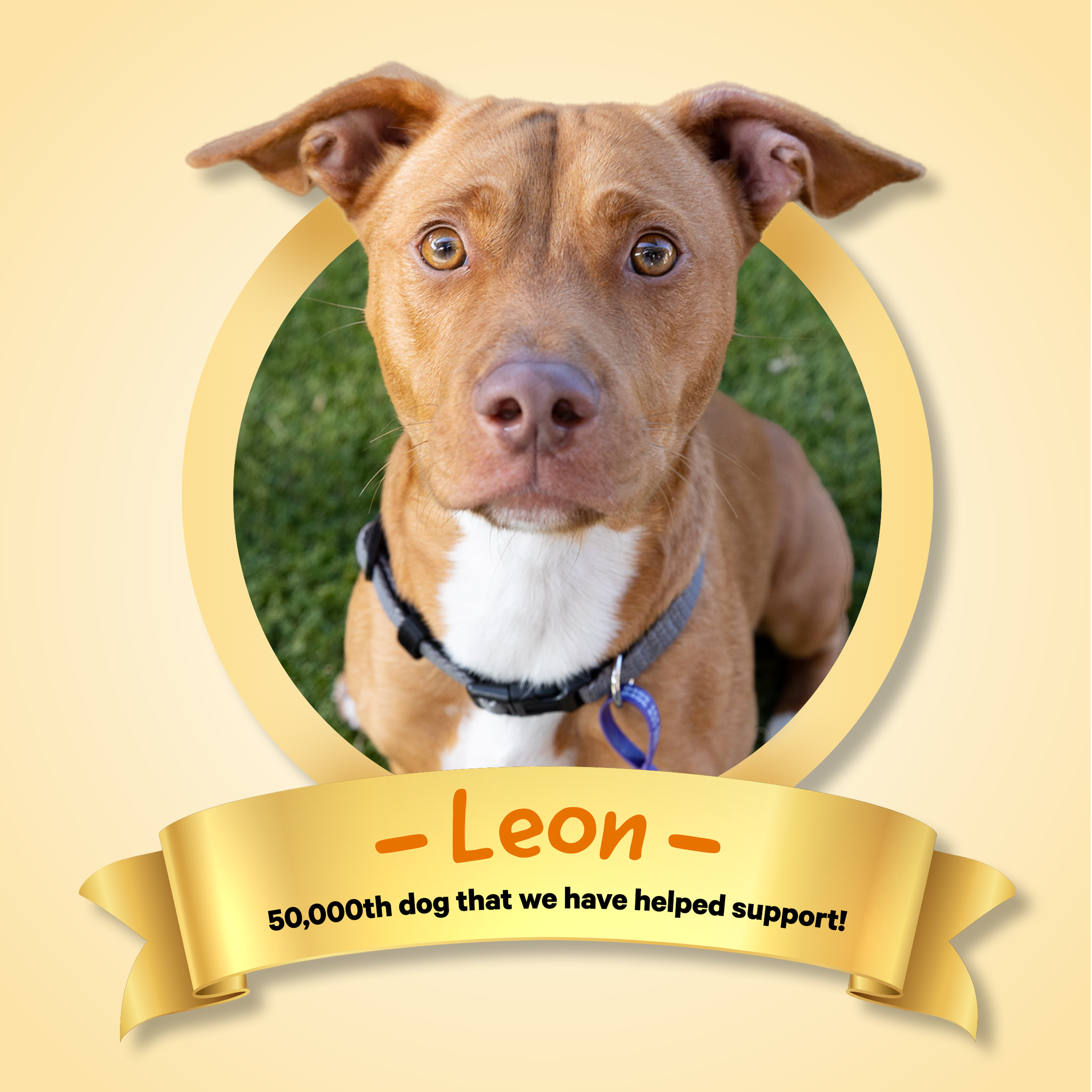 We've Supported the Rehoming of Over 50,000 Dogs!