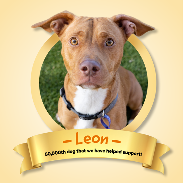 We've Supported the Rehoming of Over 50,000 Dogs!