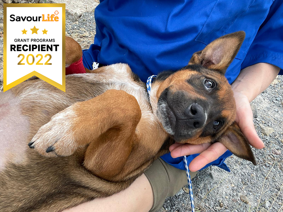 Thursday Island Animal Support Group awarded grant for desexing clinics