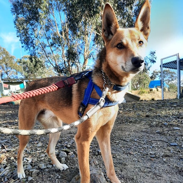 Kelpie Dingo Mix Labrador Weimaraner X Kelpie Adopt Riggs- Dingo