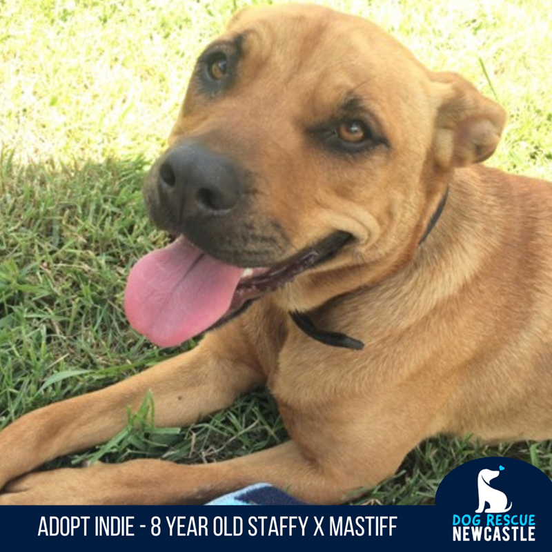 Pet sales rescue staffy