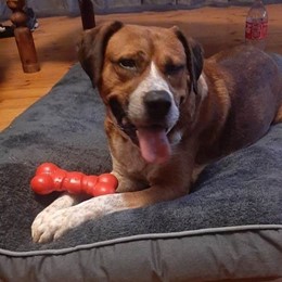 Scruffer Lovers Inc. – We're a registered charity dog rescue in Adelaide, South Australia Scruffer Lovers Inc. – We're a registered charity dog rescue in Adelaide, South Australia