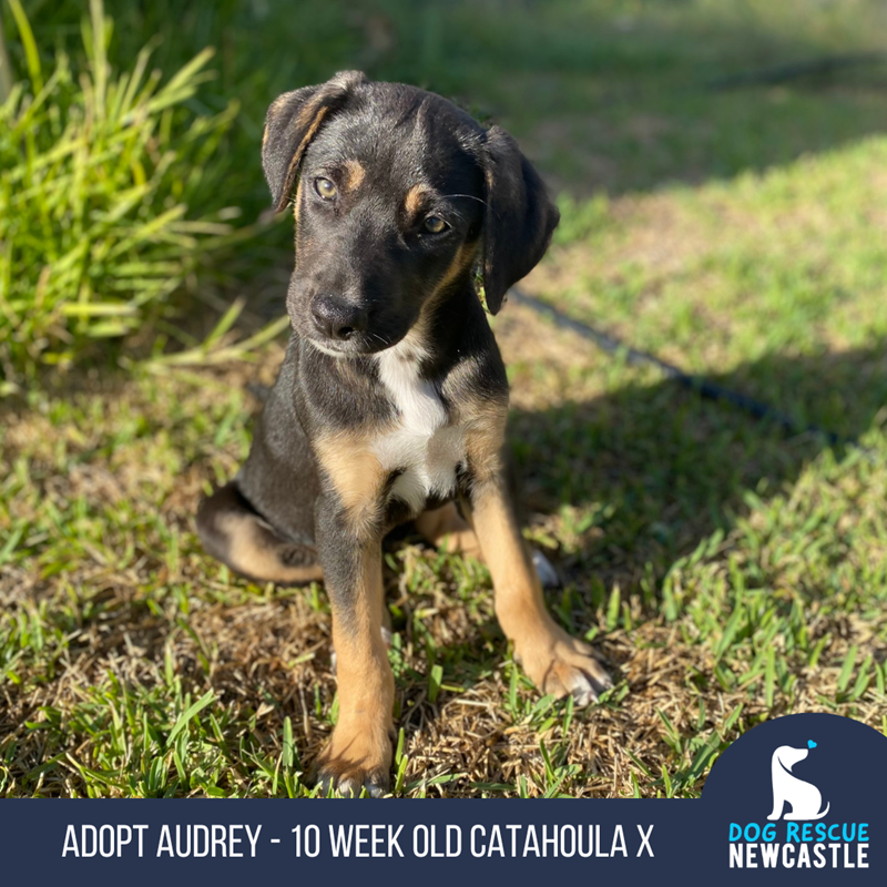 Catahoula x best sale kelpie
