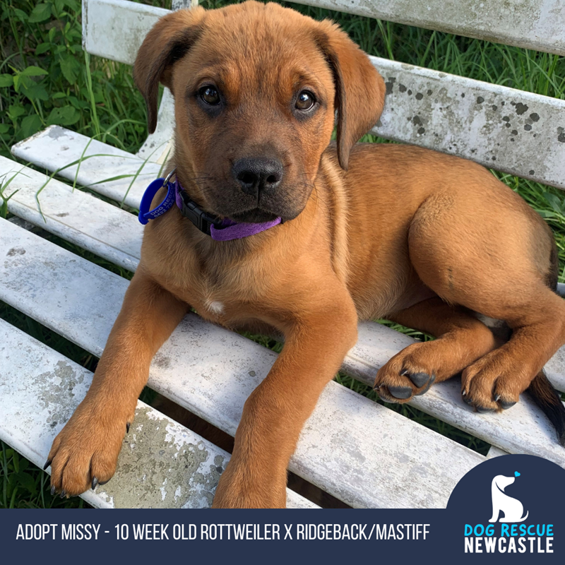 Rottweiler sales x ridgeback