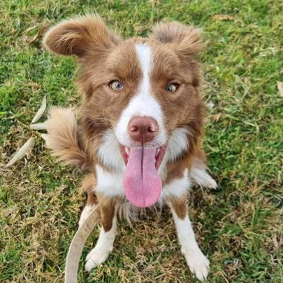 Honey border hot sale collie