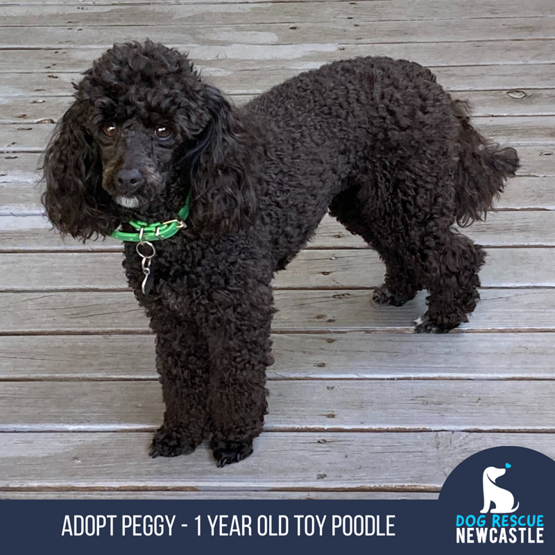 Standard Poodle Doodle Rescue Southeast Standard Poodle Mix Poodle