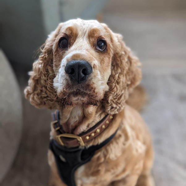 Shop cocker spaniel adoption near me Cheap Sale