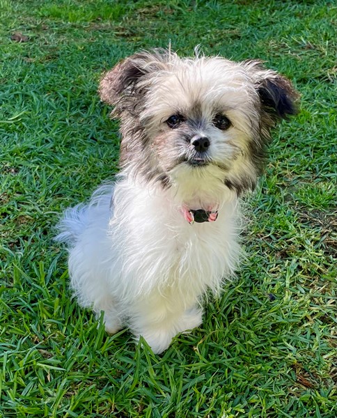 HOT Shih Tzu Small Breed Rescue Dogs Near Me Dogs Near Me