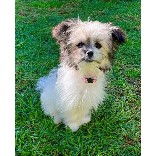 HOT Shih Tzu Small Breed Rescue Dogs Near Me Dogs Near Me