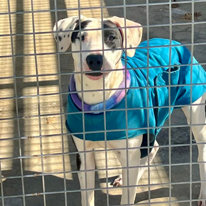 Giving rural and remote pound dogs a fighting chance