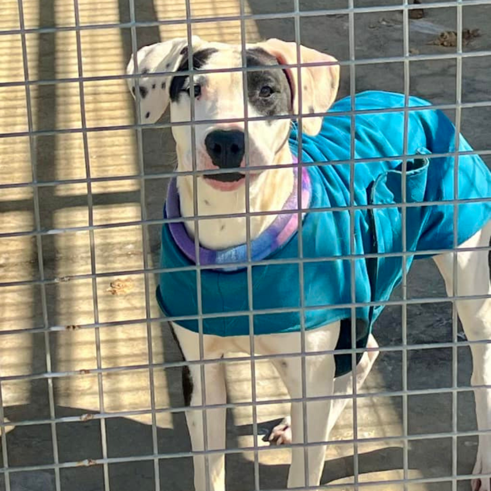 Giving rural and remote pound dogs a fighting chance
