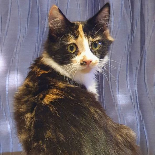 From Farm to Forever: Sassy our First Adoption in New Zealand! 