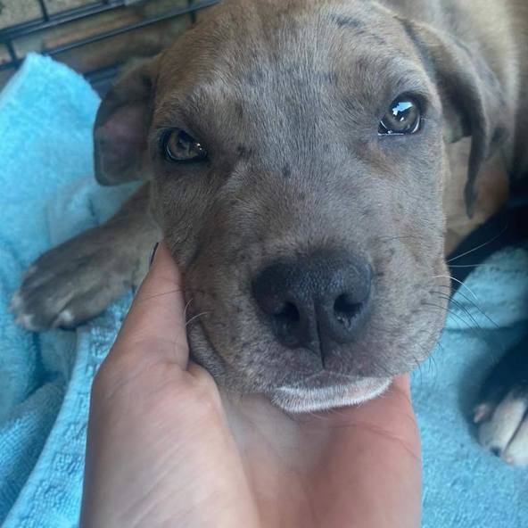 We’re helping Willow Tree Sanctuary get some wheels!