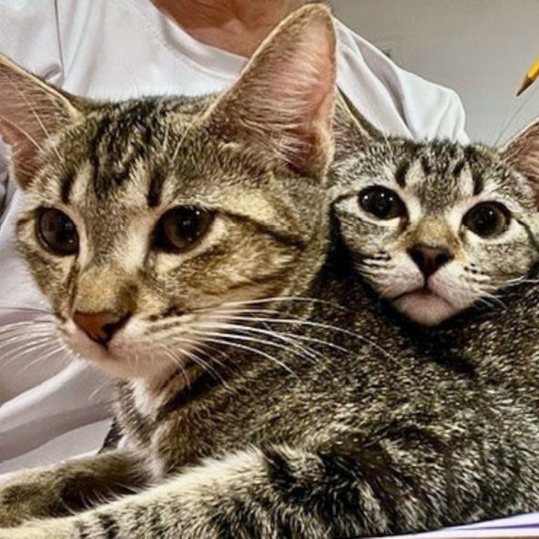 A Little Chaos, A Lot of Love: Why Adopting Sage and Willow Was Meant to Be