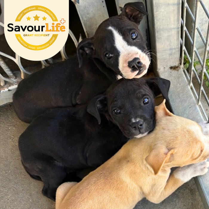 Reducing the number of unwanted puppies heading to the pound.