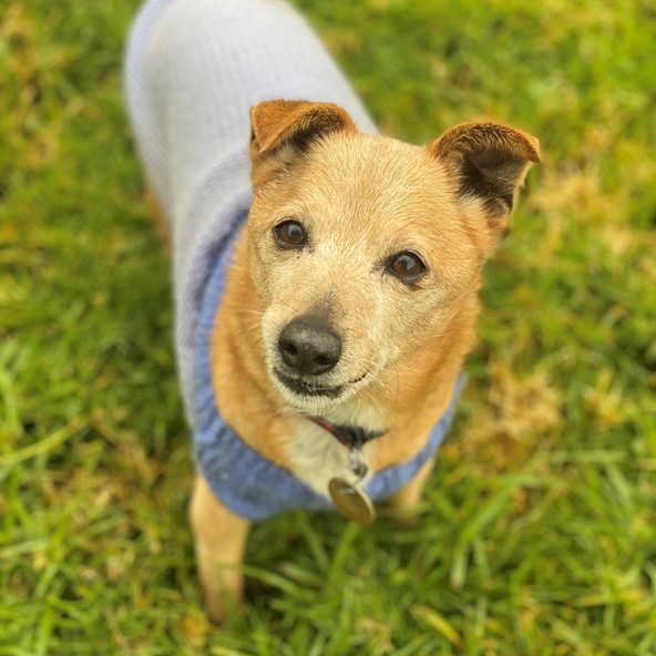Why Adopt A Senior Dog why-adopt-a-senior-dog