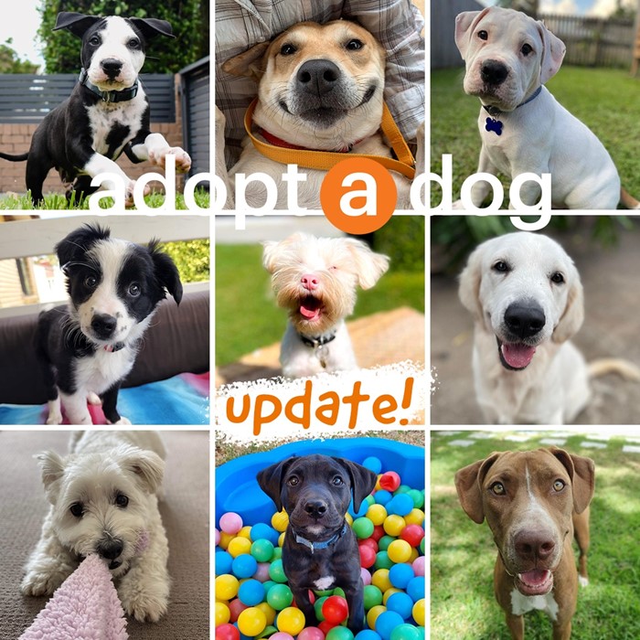 An Adopt-A-Dog Update!
