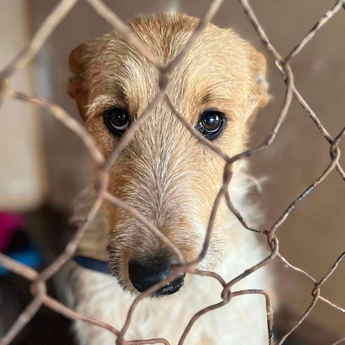 A shining light saving 100s of rural and remote pound dogs every year.