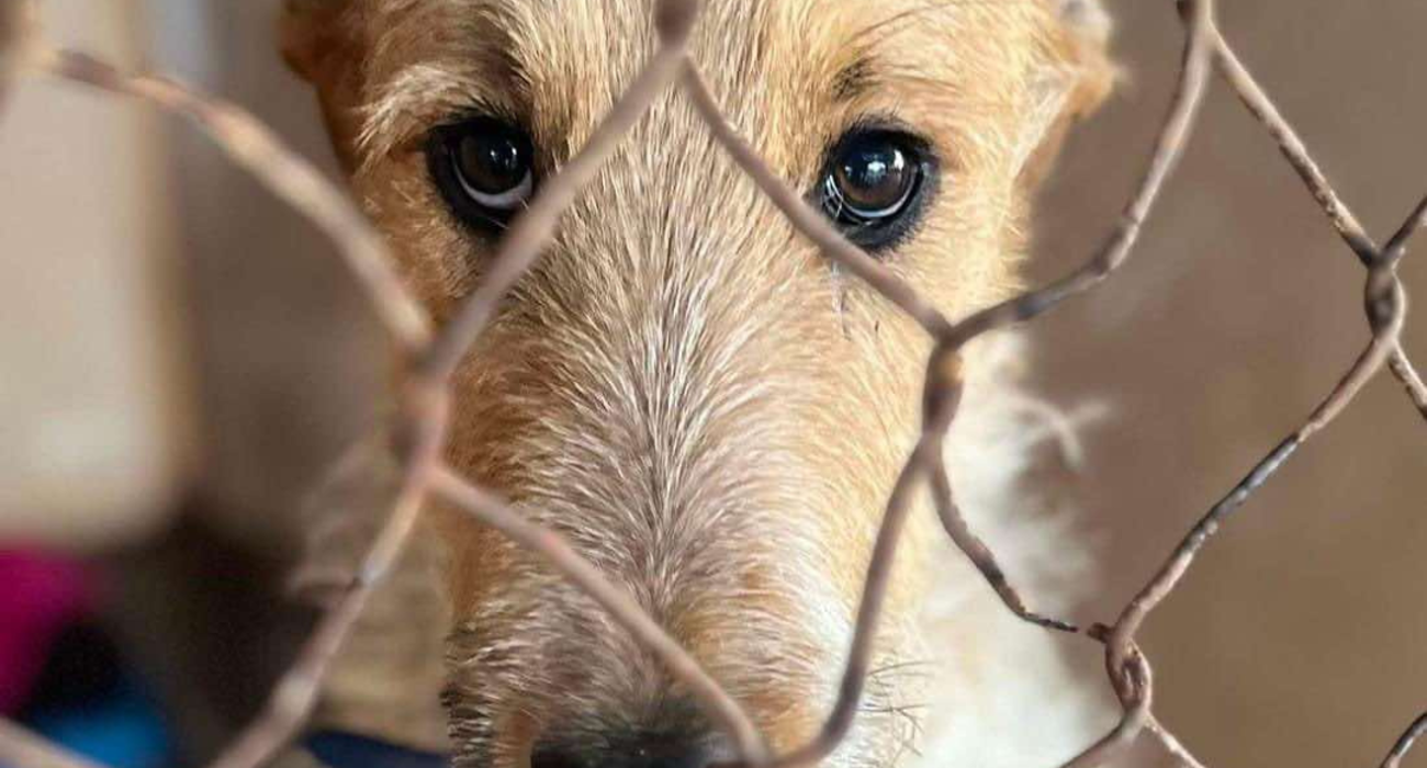 A shining light saving 100s of rural and remote pound dogs every year.