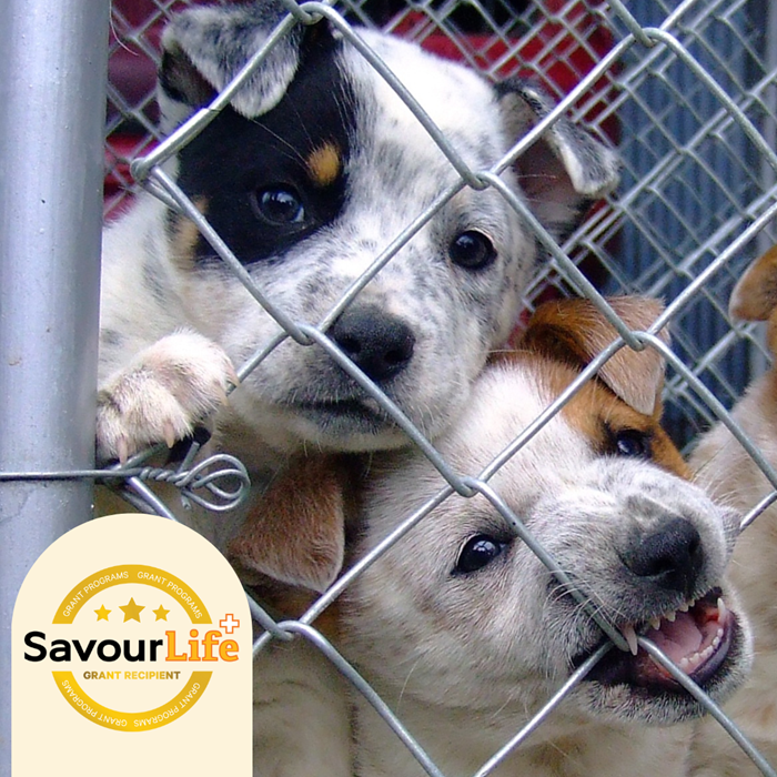Supporting the community to reduce overpopulation and keep dogs home.
