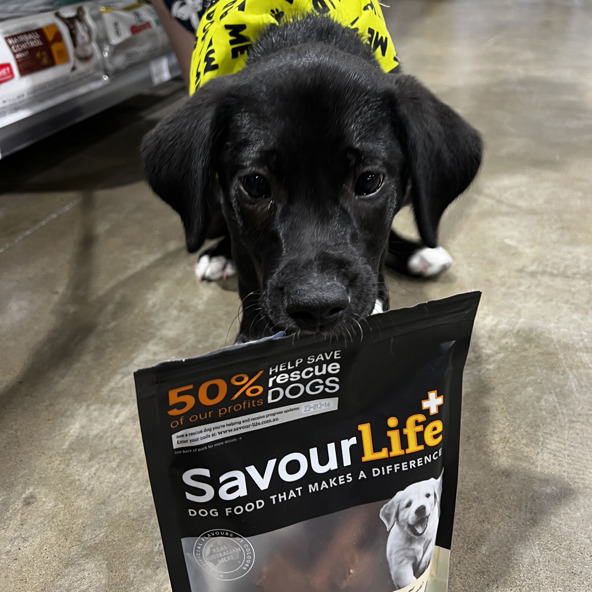 Puppy Adoption Days