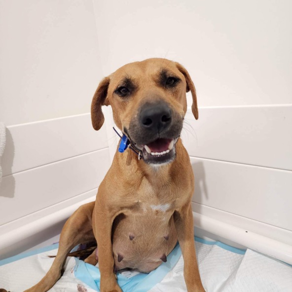 Churro found herself in the pound alone and pregnant