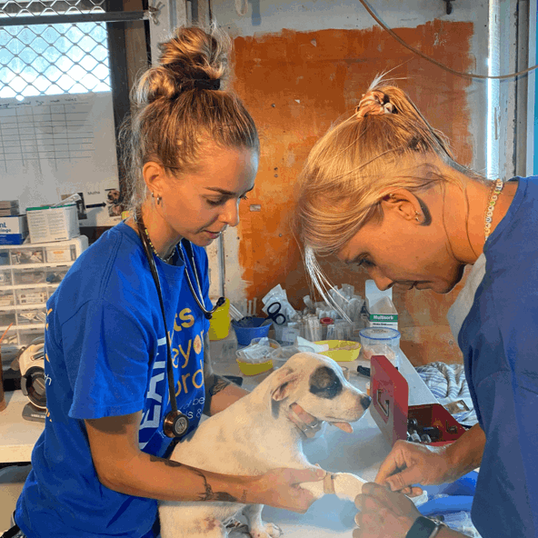 Supporting remote communities with animal care
