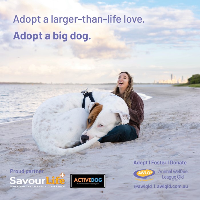 A larger than life campaign to find a place called home.