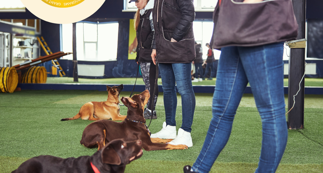 Building Better Dogs with Animals In Need Brisbane
