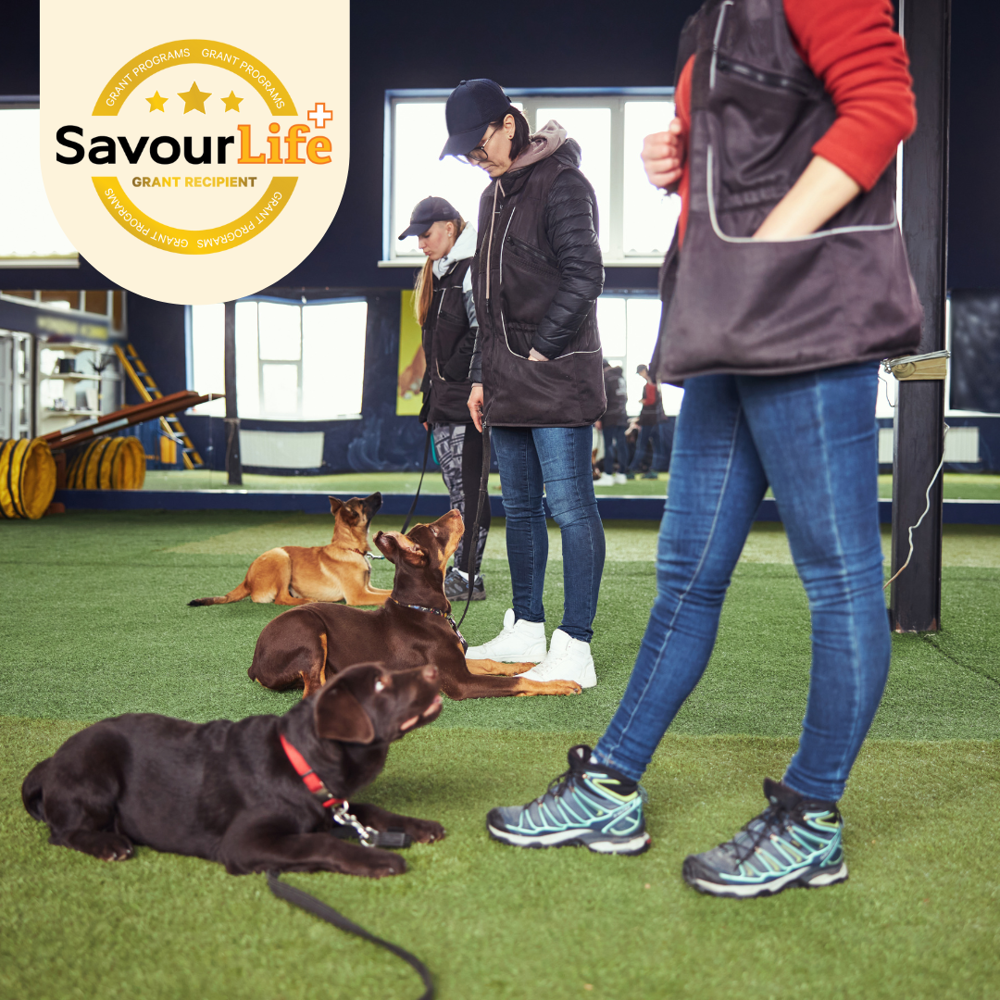 Building Better Dogs with Animals In Need Brisbane