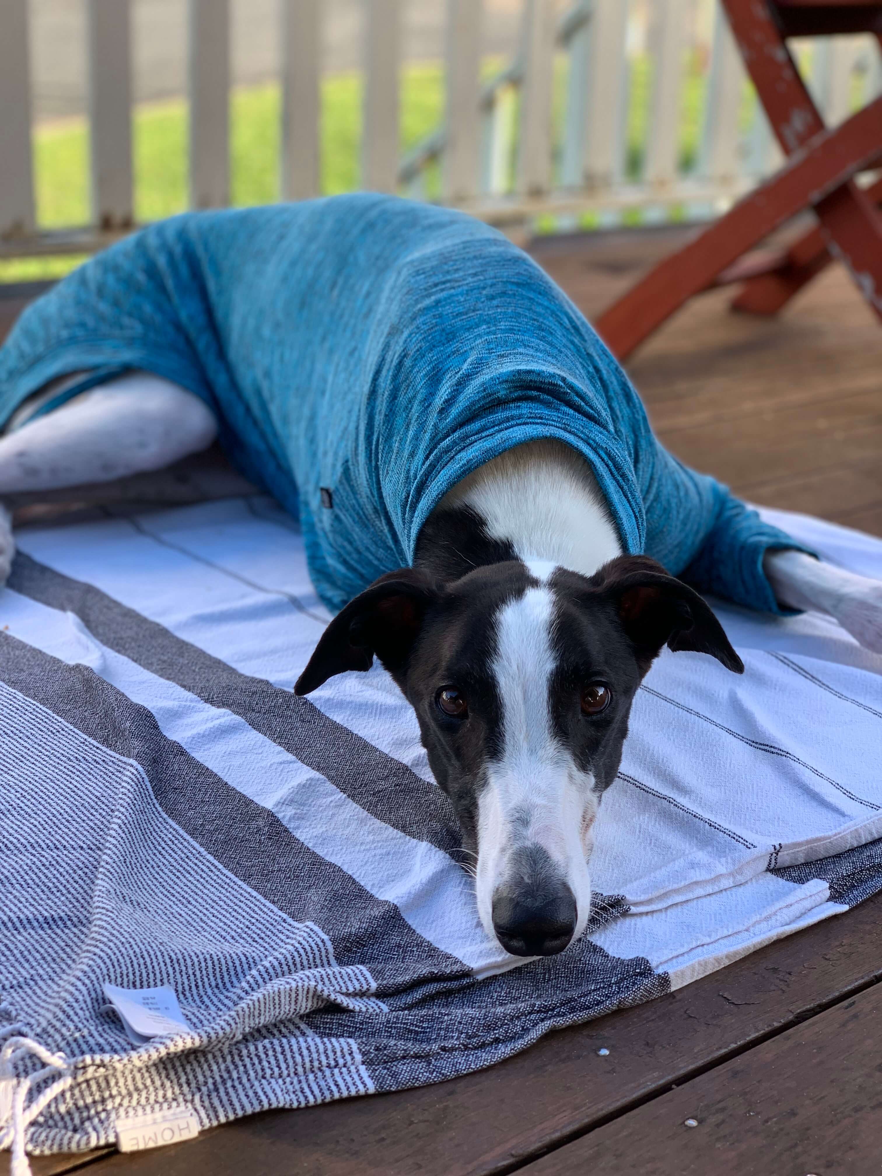 Caliban recovers from surgery and finds his people!