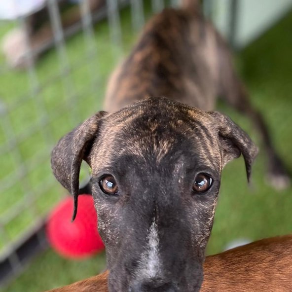 We awarded a grant of $10,000 to Thursday Island Animal Support Group