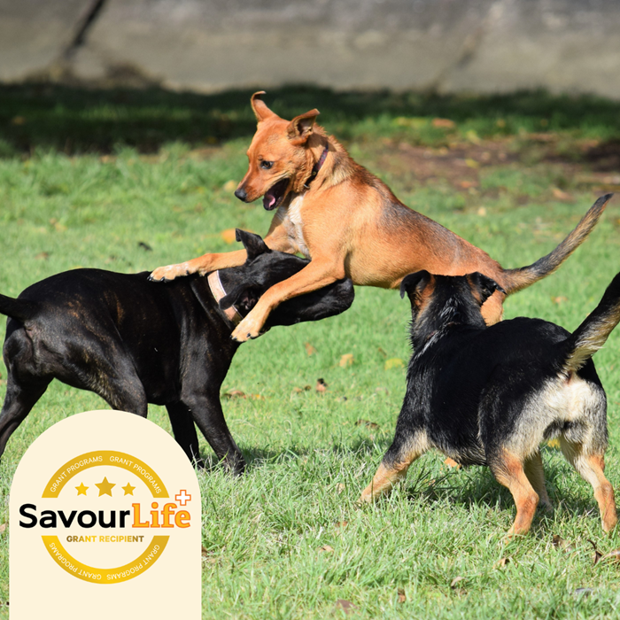 A safe place for dogs & puppies when they are out of options.
