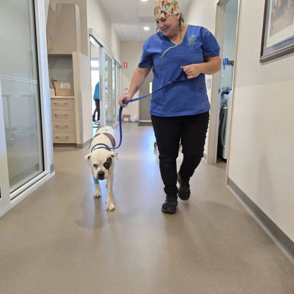 Reducing pet overpopulation with WA Pet Project