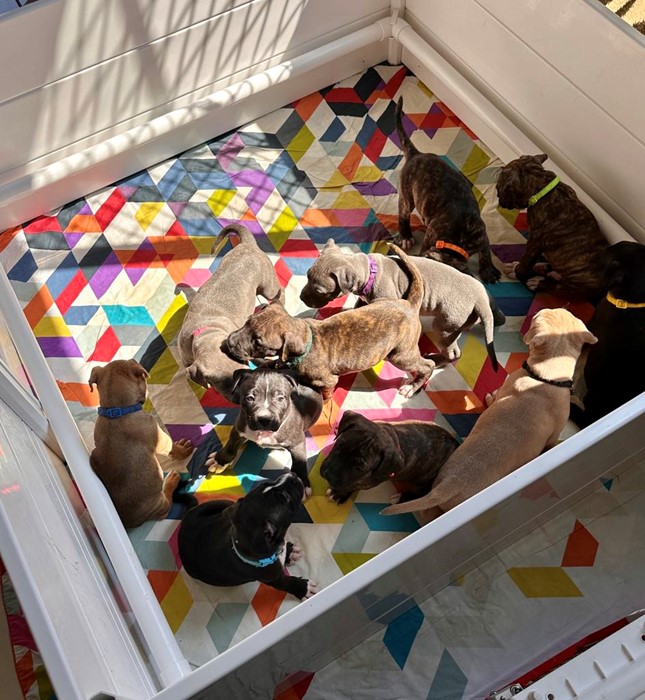 When puppies had nowhere to go they found a real Safe Haven.