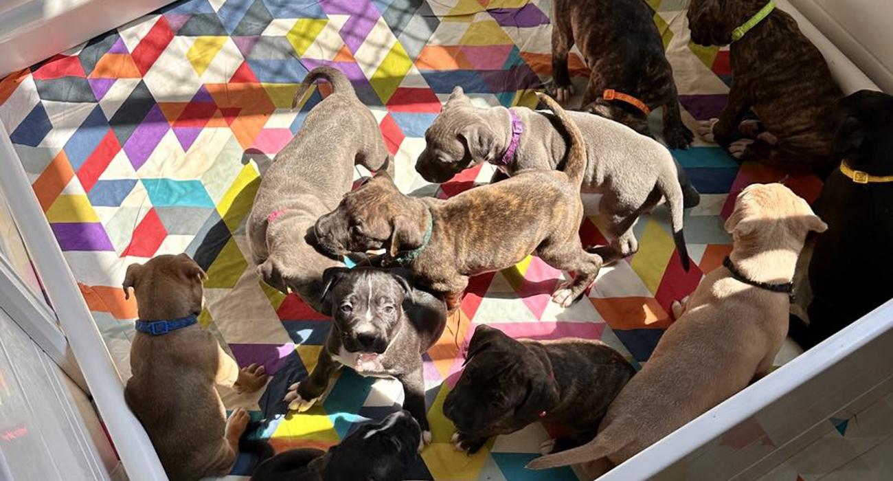 When puppies had nowhere to go they found a real Safe Haven.