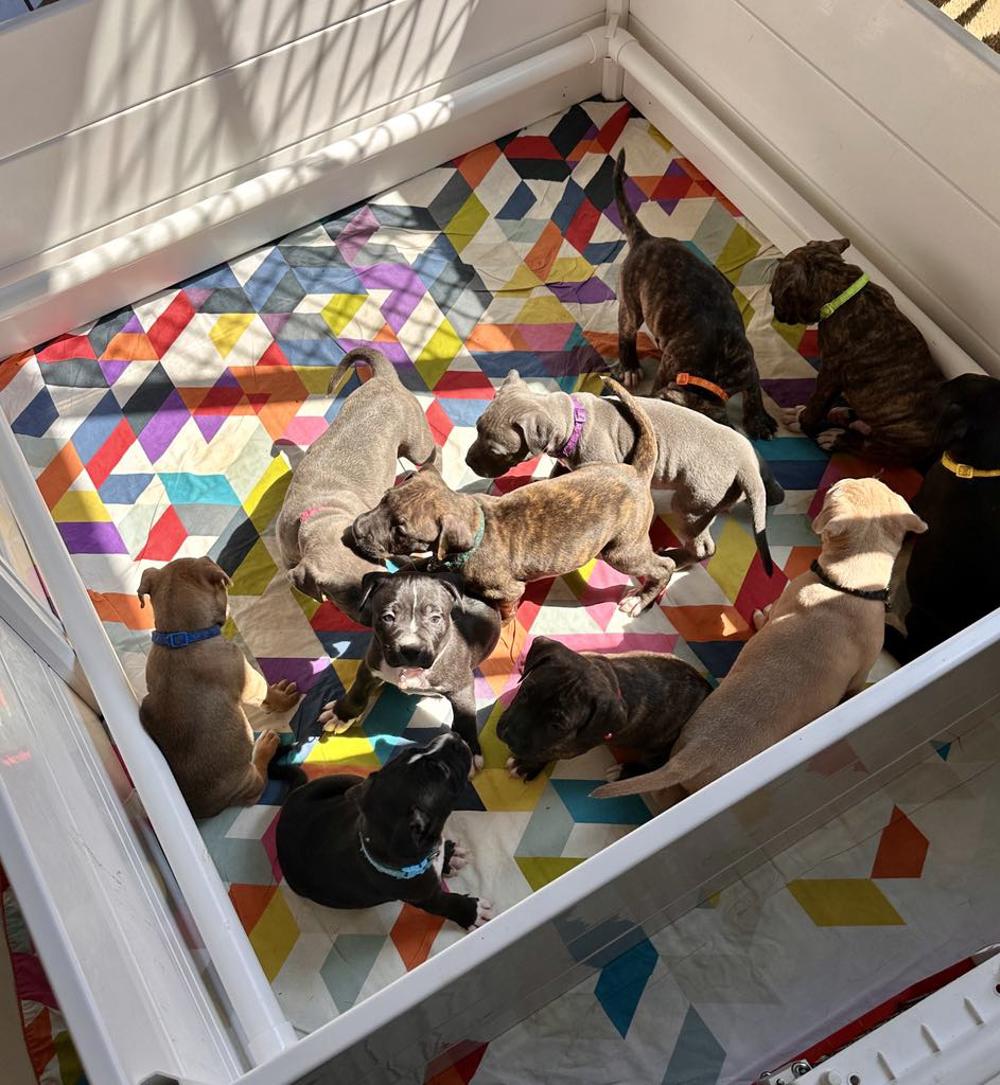 When puppies had nowhere to go they found a real Safe Haven.