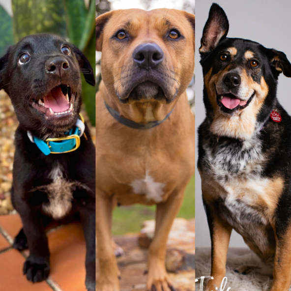 From Pup to Golden Oldie: What to Feed Your Dog at Every Life Stage