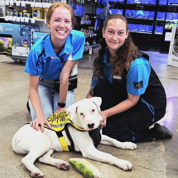 National Adopt-A-Dog with Pets Domain